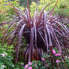 Cordyline 'Festival Grass'™ - Festival Burgundy Cordyline - 1 Gallon