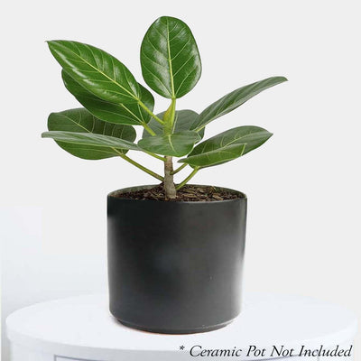 Ficus 'Audrey' - 4" POT