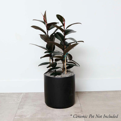 Ficus decora 'Burgundy' 8"