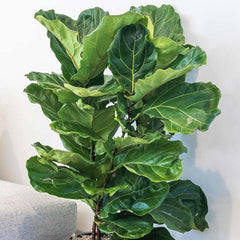 Ficus lyrata - Fiddleleaf Fig Bush - 10