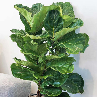 Ficus lyrata - Fiddleleaf Fig Bush - 10"