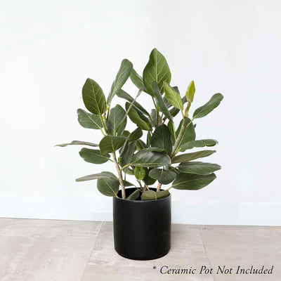 Ficus 'Audrey' Bush 2' - 10" POT