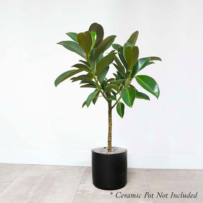 Ficus decora 'Melanie' Standard - Rubber Tree - 10" POT