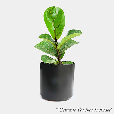 Ficus lyrata - Fiddleleaf Fig - 4" POT