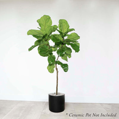 Ficus lyrata 'Everglades' - Fiddleleaf Fig 6' - 14" POT