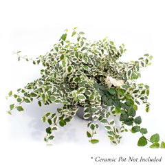 Ficus repens - Creeping Fig Variegated - 6