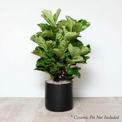 Fiddle Leaf Bush - Ficus lyrata - 14in