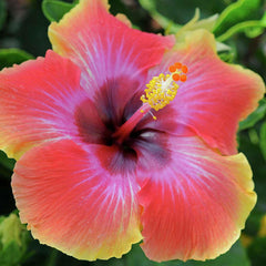 Hibiscus rosa-s. 'Fiesta - Fiesta - Fiesta Hibiscus - 1 Gallon