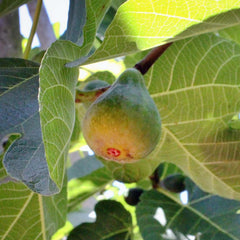 Corky's Honey Delight Fig® - 5 Gallon