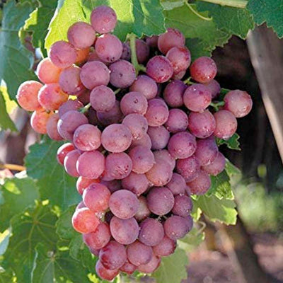 Flame Seedless Grape - 1 Gallon