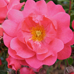 Flower Carpet Pink Supreme - 5 Gallon