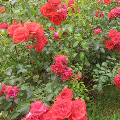 Flower Carpet FC Scarlet® PP - 5 Gallon