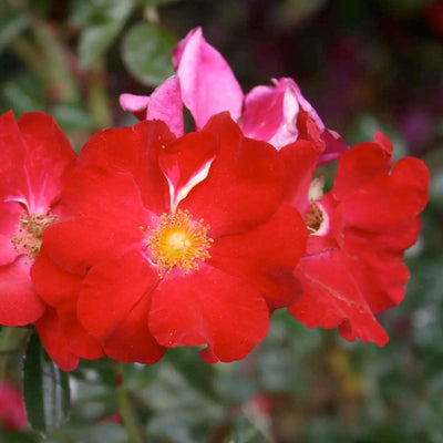 Flower Carpet Red - 5 Gallon