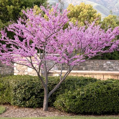 Cercis 'Forest Pansy' - Forest Pansy Redbud - 5 Gallon