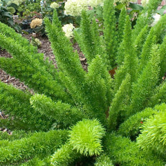 Asparagus densiflorus 'Myers' - Foxtail Fern - 5 Gallon