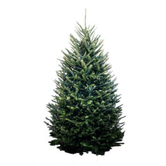 Premium Fraser Fir 8-9 Ft