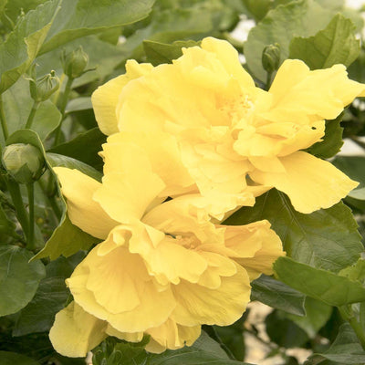 Hibiscus rosa-s. 'Fullmoon'® - Fullmoon Hibiscus - Patio Tree - 5 Gallon