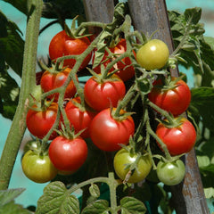 Gardener's Delight - 4