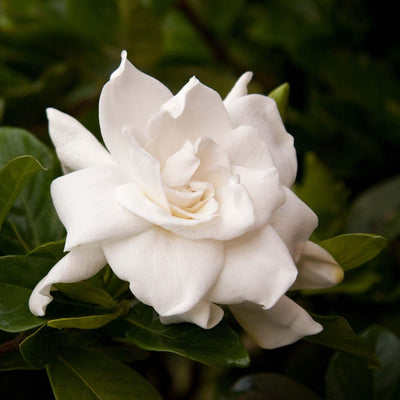 Gardenia 'August Beauty' - August Beauty Gardenia - 1 Gallon