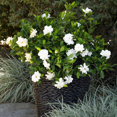 Gardenia 'August Beauty' Graft - 5 Gallon