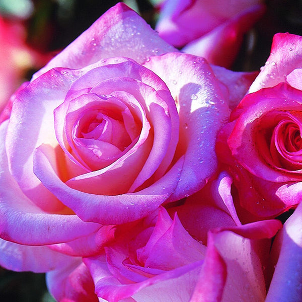 Gemini - 5 Gallon – Roger's Gardens