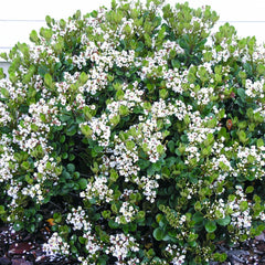 Rhaphiolepis 'Georgia Petite' - Georgia Petite Indian Hawthorn - 2 Gallon