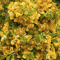 Bougainvillea 'Gold Rush'™ - Gold Rush Bougainvillea - Staked - 5 Gallon