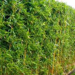 Phyllostachys aurea - Golden Bamboo - 5 Gallon