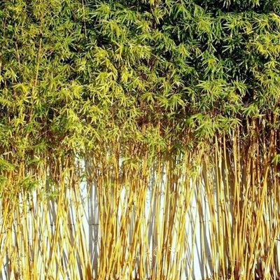 Bambusa 'Golden Goddess' - Golden Goddess Bamboo - 5 Gallon