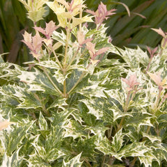 Osmanthus 'Goshiki' - Goshiki Osmanthus - 1 Gallon