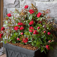 Grace N Grit Red® PP Patio Tree - 5 Gallon