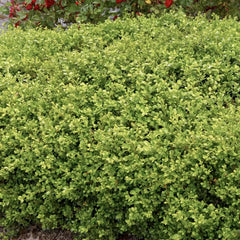 Buxus 'Green Beauty' - Green Beauty Boxwood - 2 Gallon