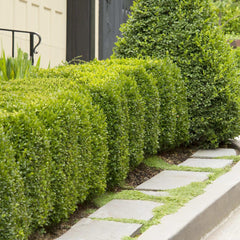 Buxus 'Green Mountain' - Green Mountain Boxwood - 5 Gallon