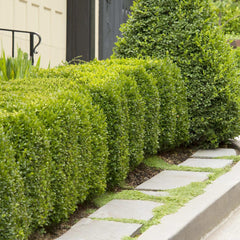 Buxus 'Green Mountain' - Green Mountain Boxwood - 5 Gallon
