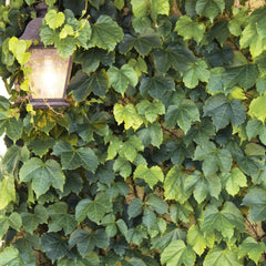 Parthenocissus 'Green Showers' - Green Showers Boston Ivy - 5 Gallon