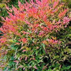 Nandina 'Gulfstream' - Gulf Stream Heavenly Bamboo - 5 Gallon