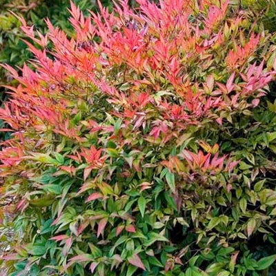 Nandina 'Gulfstream' - Gulf Stream Heavenly Bamboo - 5 Gallon
