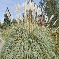 Erianthus ravennae - Hardy Pampas Grass - 1 Gallon