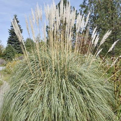 Erianthus ravennae - Hardy Pampas Grass - 1 Gallon