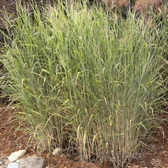 Panicum vir. 'Heavy Metal' - Heavy Metal Blue Switch Grass - 5 Gallon
