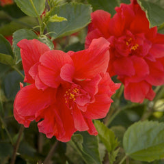 Hibiscus rosa-s. 'Red Dragon'® - Red Dragon Hibiscus - 1 Gallon