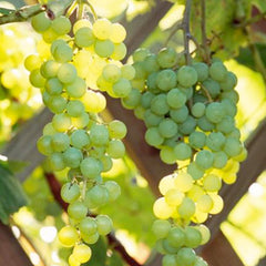 Himrod Grape - 5 Gallon