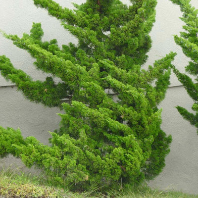 Juniperus chinensis 'Torulosa' - Hollywood Juniper - 15 Gallon
