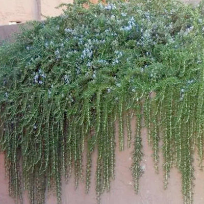 Rosmarinus 'Huntington Carpet' - Huntington Carpet Rosemary - 5 Gallon