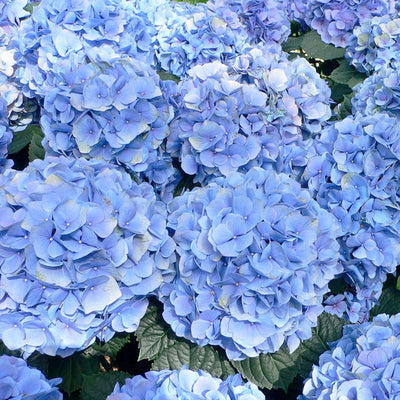 Hydrangea 'Enchantress'® PP - Blue Enchantress Hydrangea - 2 Gallon
