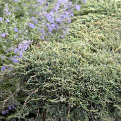 Juniperus horiz. 'Icee Blue'® - Icee Blue Juniper - 2 Gallon
