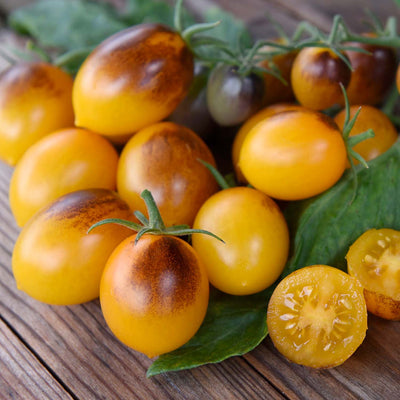 Indigo Kumquat - 1 Gallon