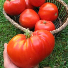 Italian Heirloom - 4