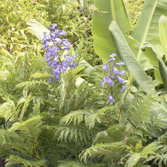 Jacaranda 'Bonsai Blue' PP - Bonsai Blue Jacaranda - 5 Gallon