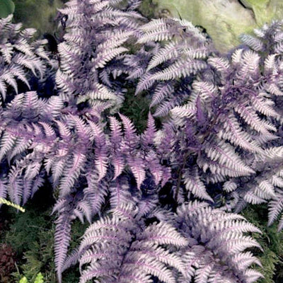 Athyrium niponicum 'Pictum' - Japanese Painted Fern - 2 Gallon